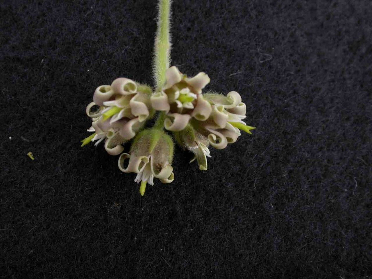 Oxypetalum foliosum flower
