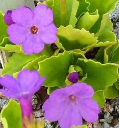 Primula × heeri — houseplant care guide