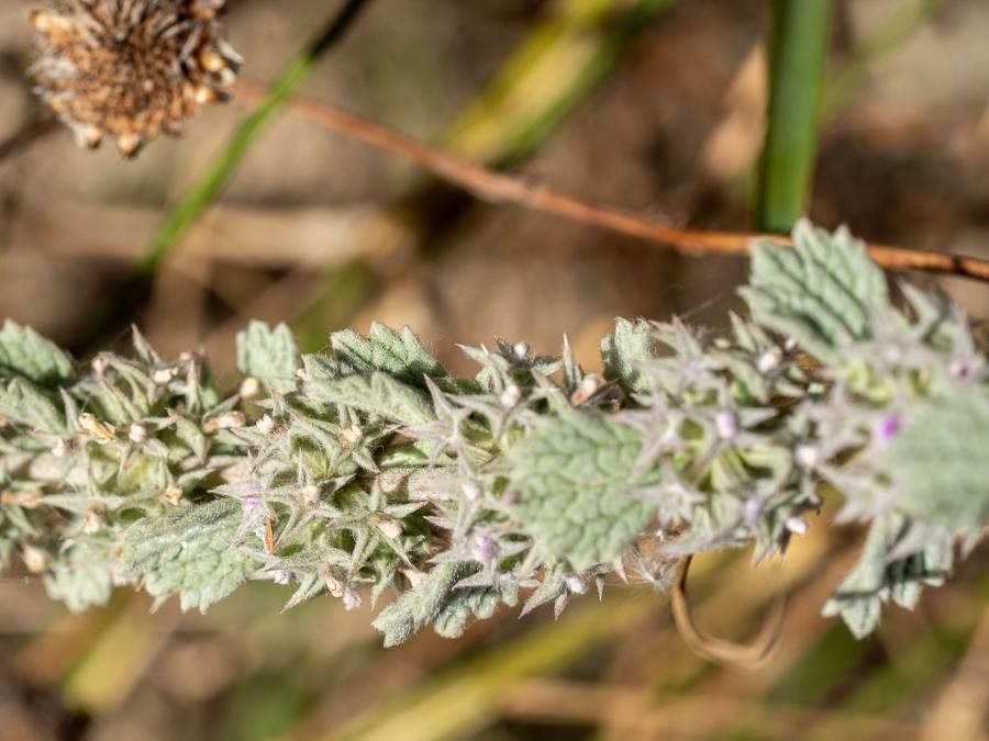 Marrubium alysson leaf