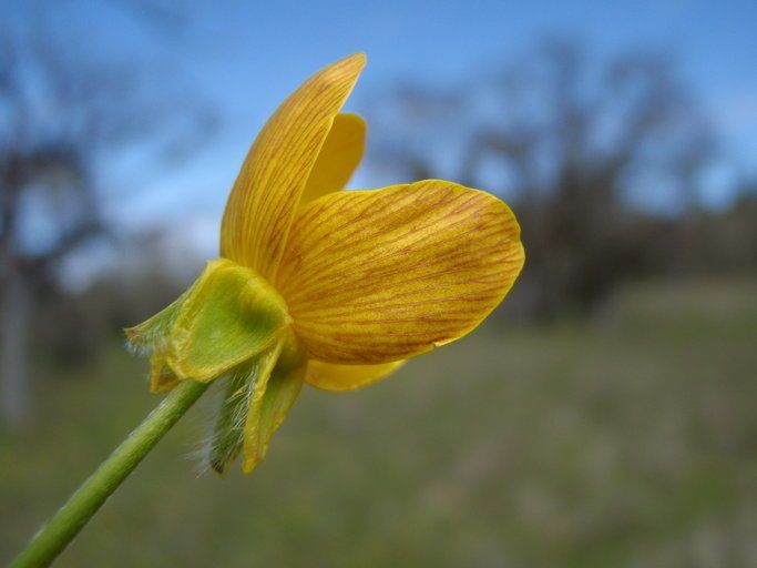 Ranunculus austro-oreganus flower