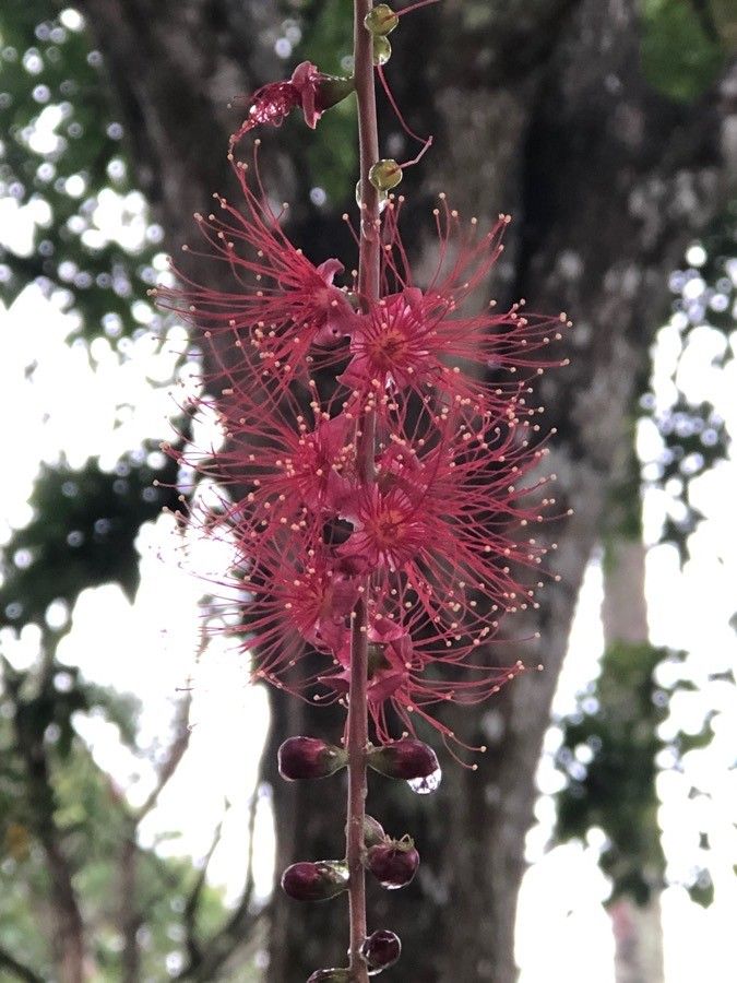 Barringtonia acutangula flower