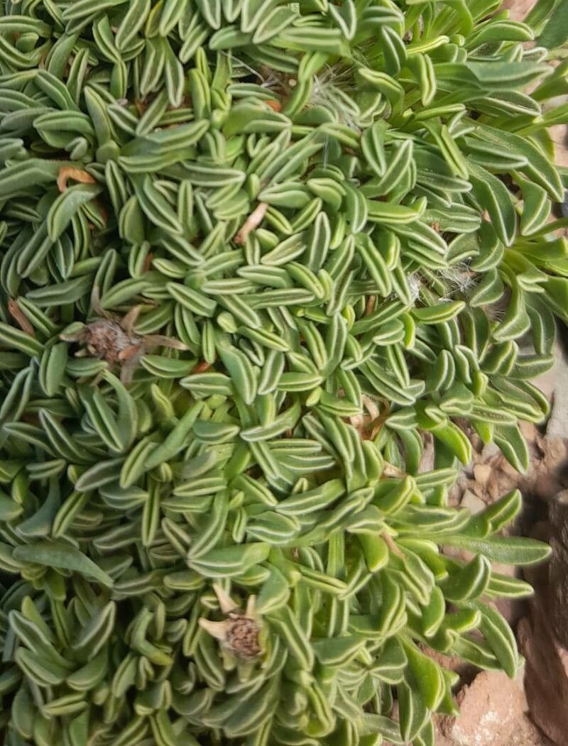 Werneria aretioides leaf