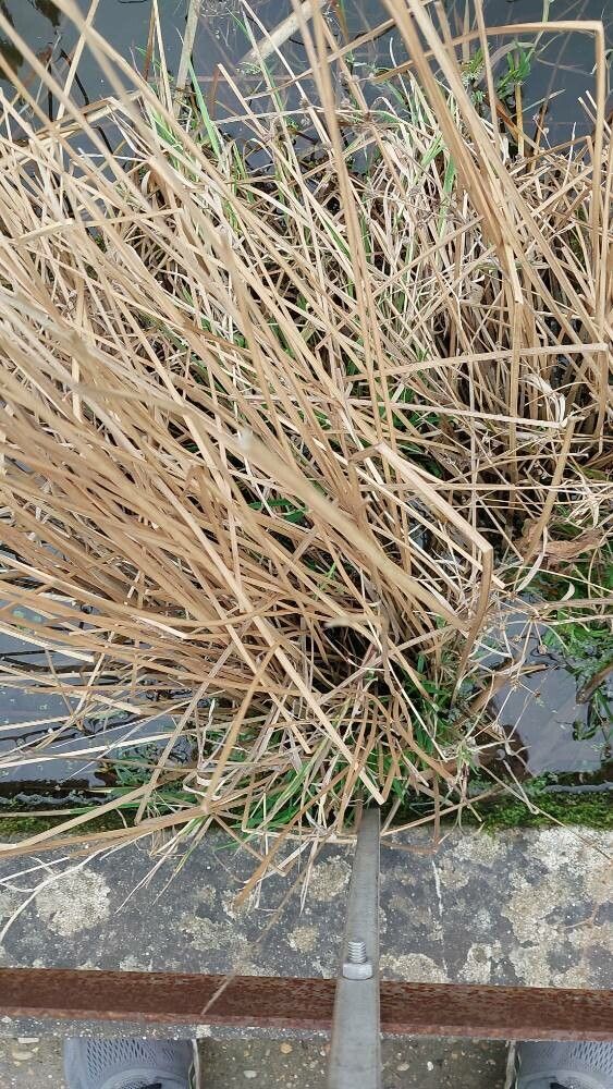 Schoenoplectiella mucronata — houseplant care guide