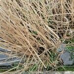 Schoenoplectiella mucronata