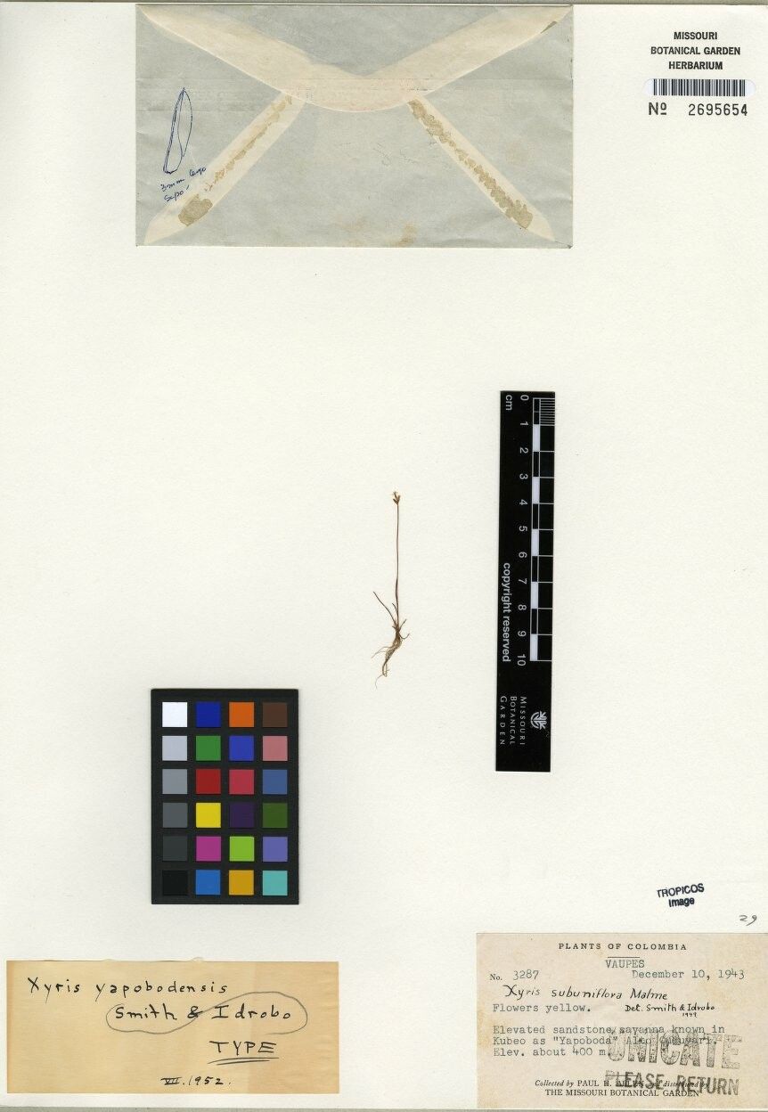 Xyris subuniflora — search result for 'Xyris'