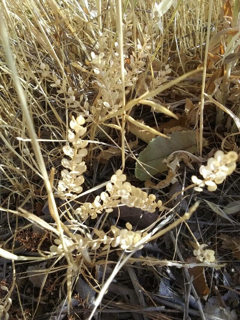 Alyssum loiseleurii leaf