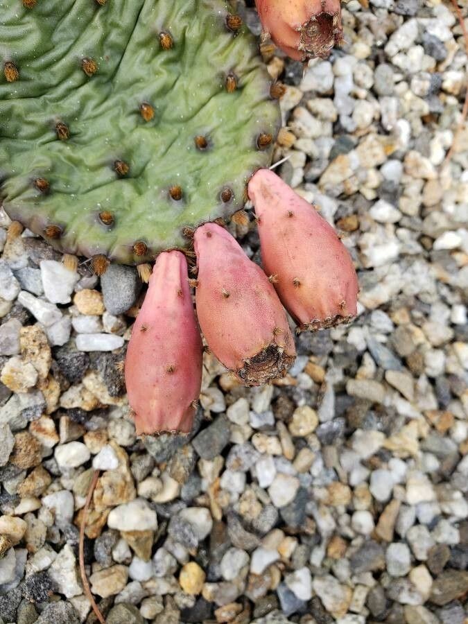 Opuntia basilaris fruit