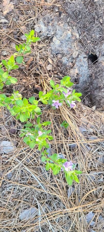 Dyschoriste oblongifolia — search result for 'Acanthaceae'