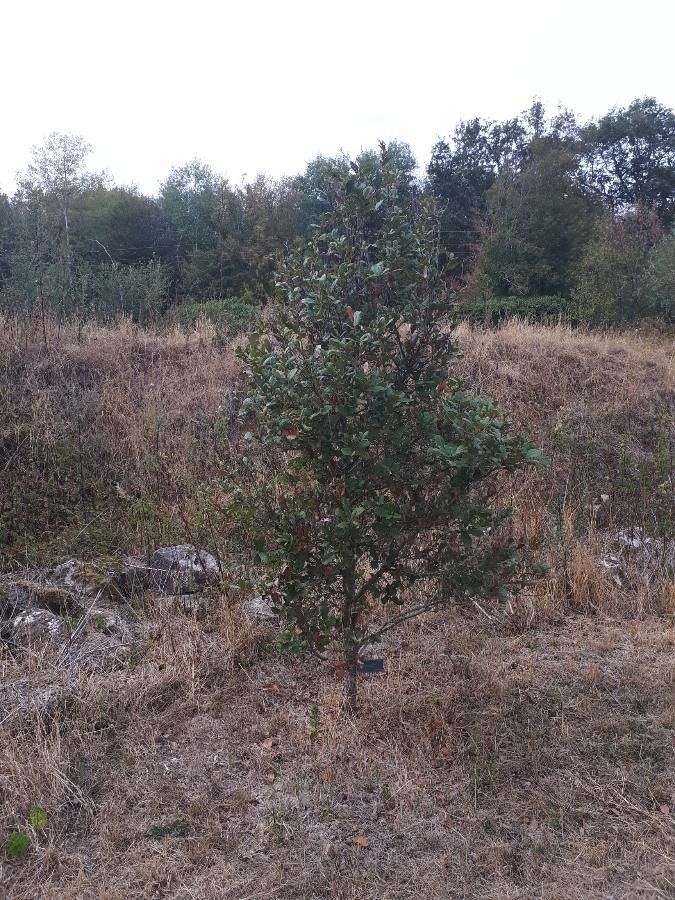 Quercus rugosa habit