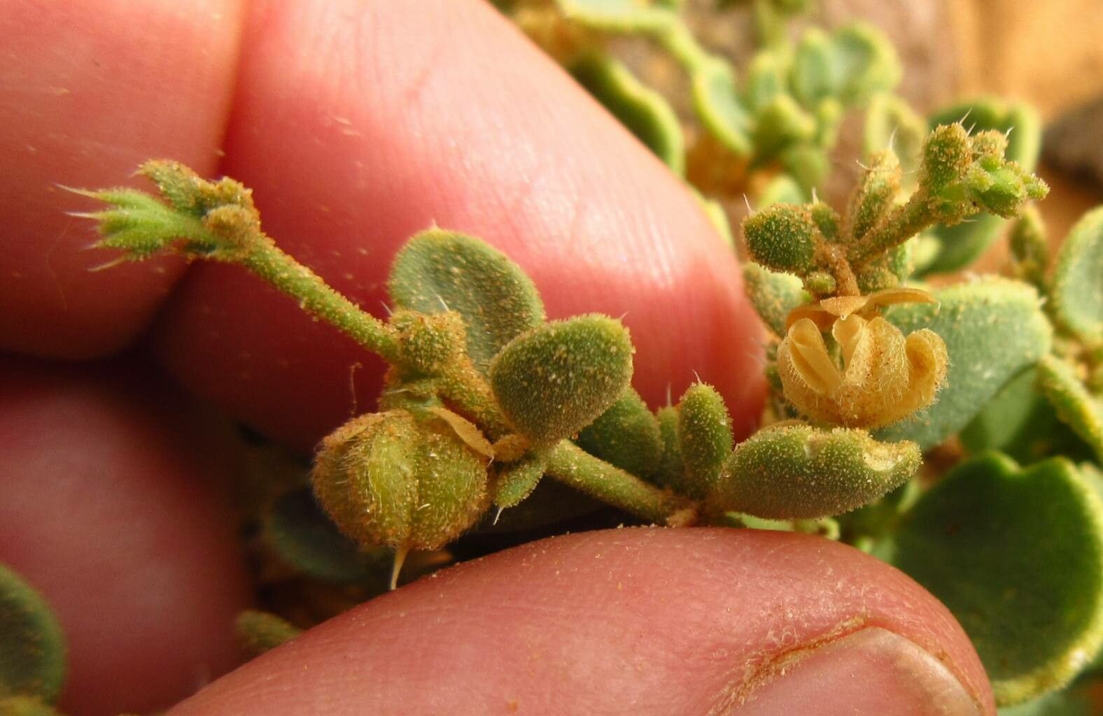 Zygophyllum mayanum fruit