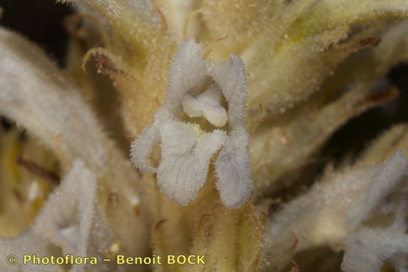 Phelipanche portoilicitana bark