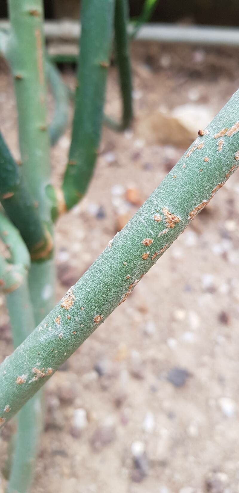Euphorbia schimperi bark