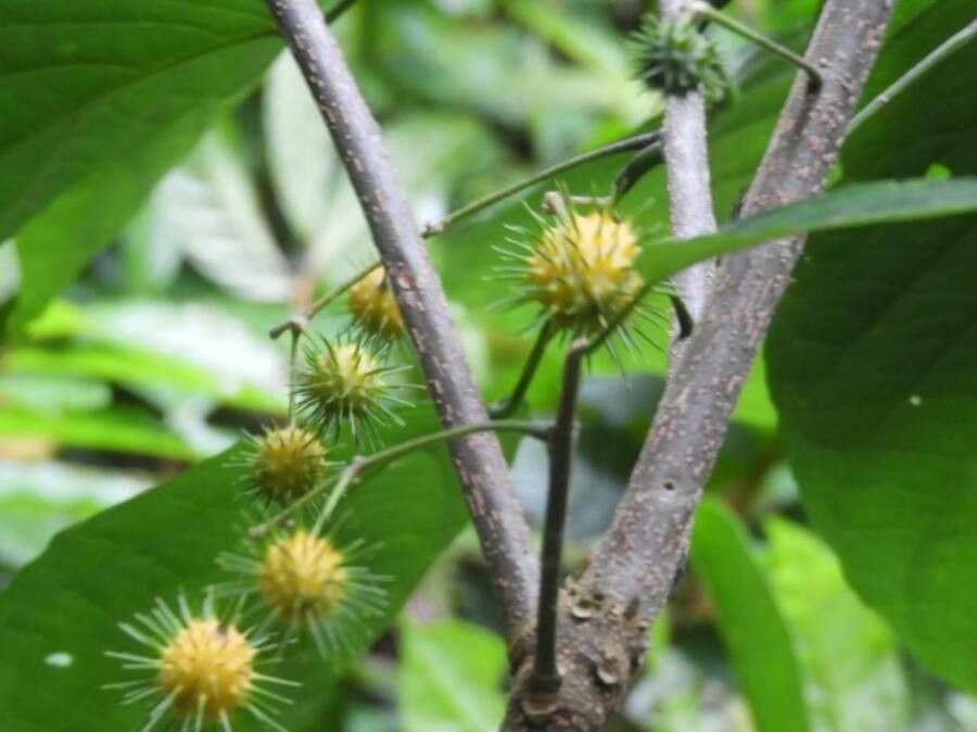 Oncoba dentata — related species from the same genus