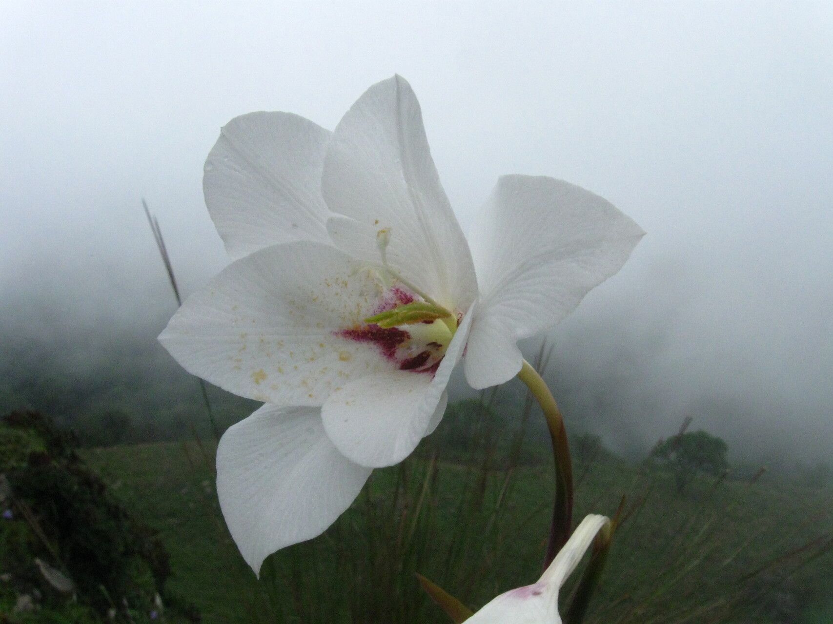 Gladiolus aequinoctialis flower