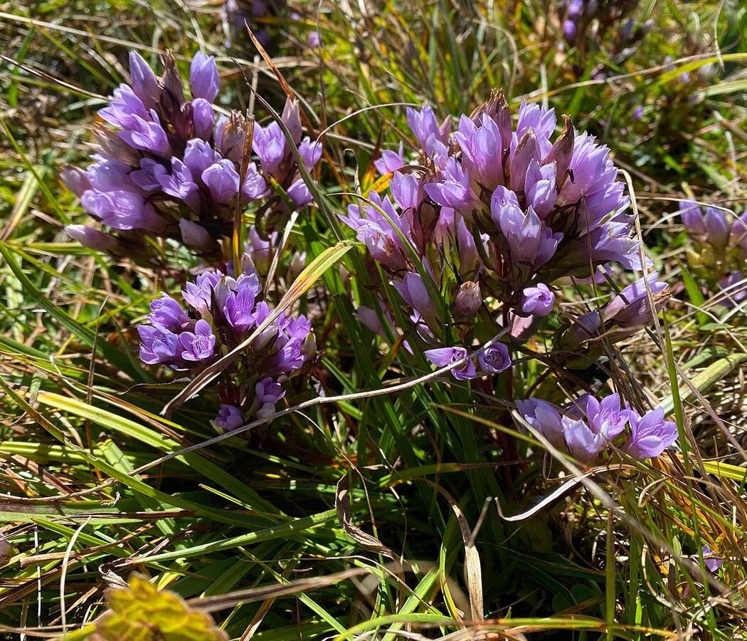Gentianella biebersteinii — related species from the same genus