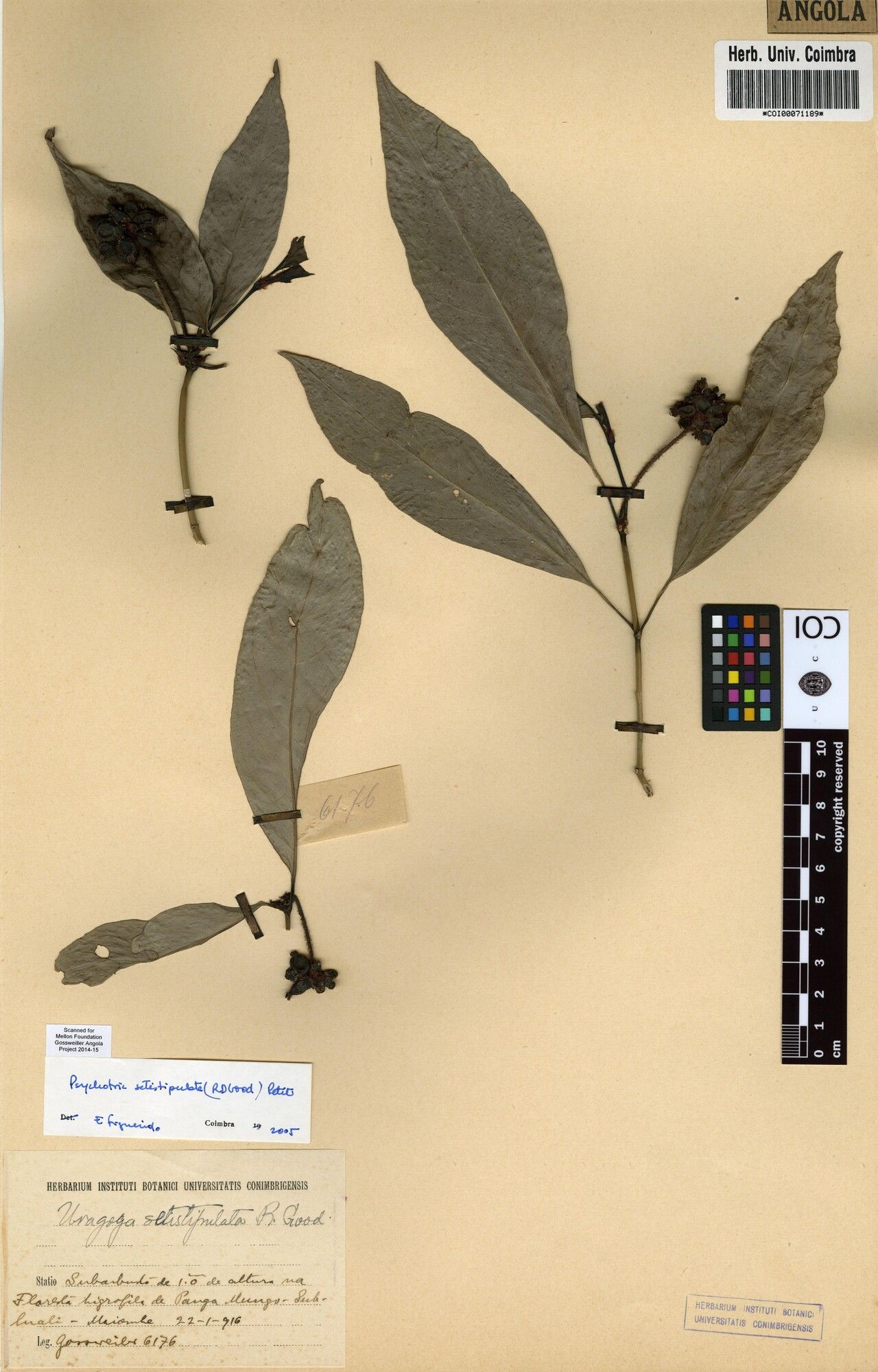 Psychotria setistipulata — houseplant care guide