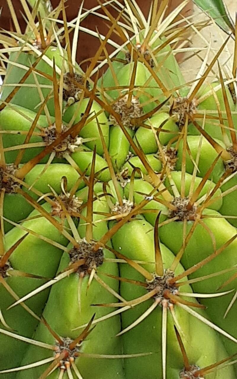 Leucostele terscheckii — houseplant care guide