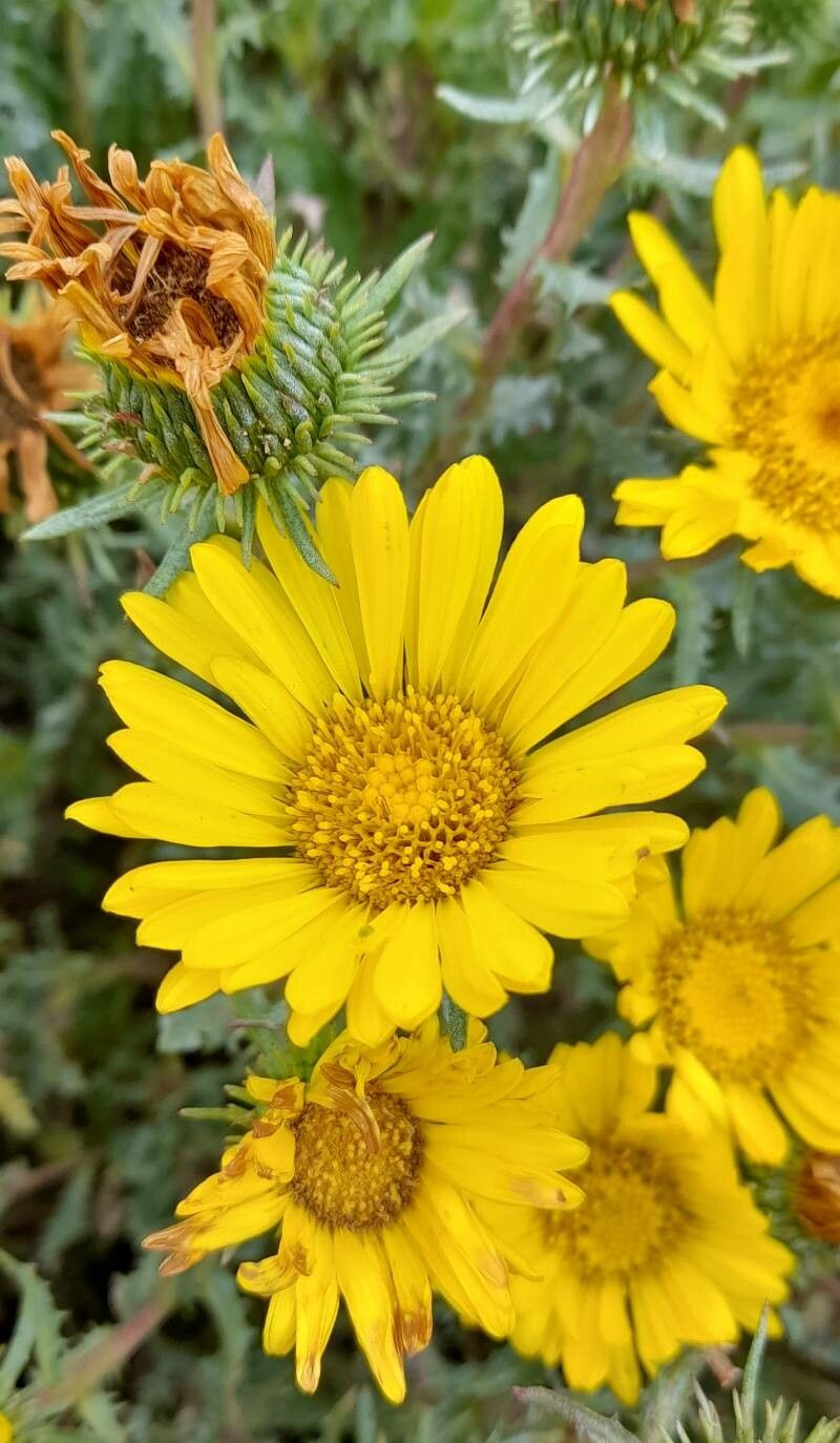 Grindelia boliviana — related species from the same genus