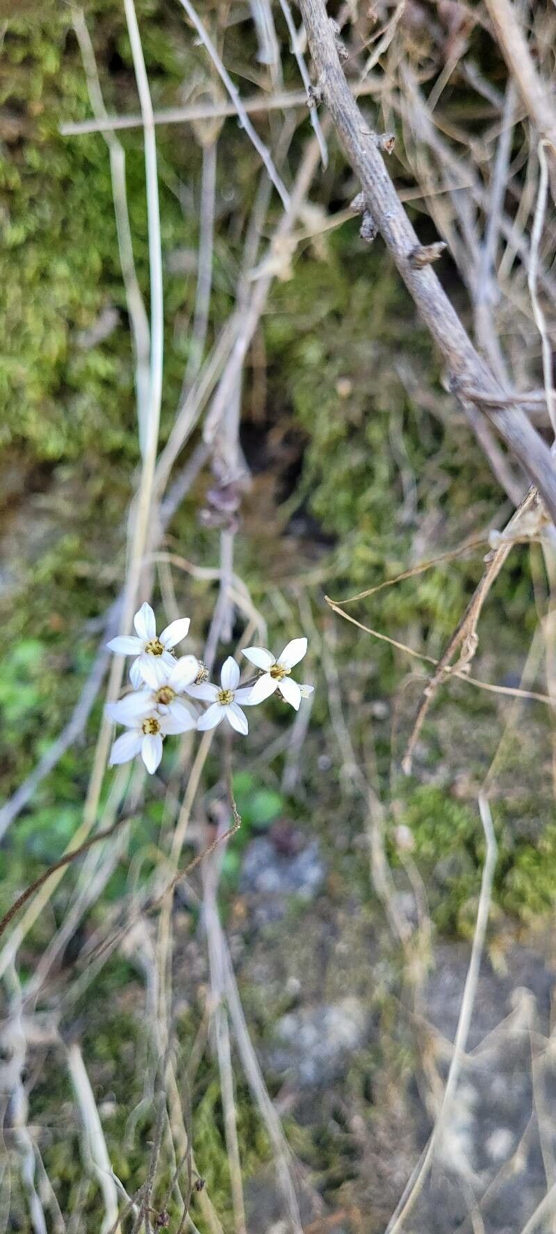 Jepsonia parryi flower