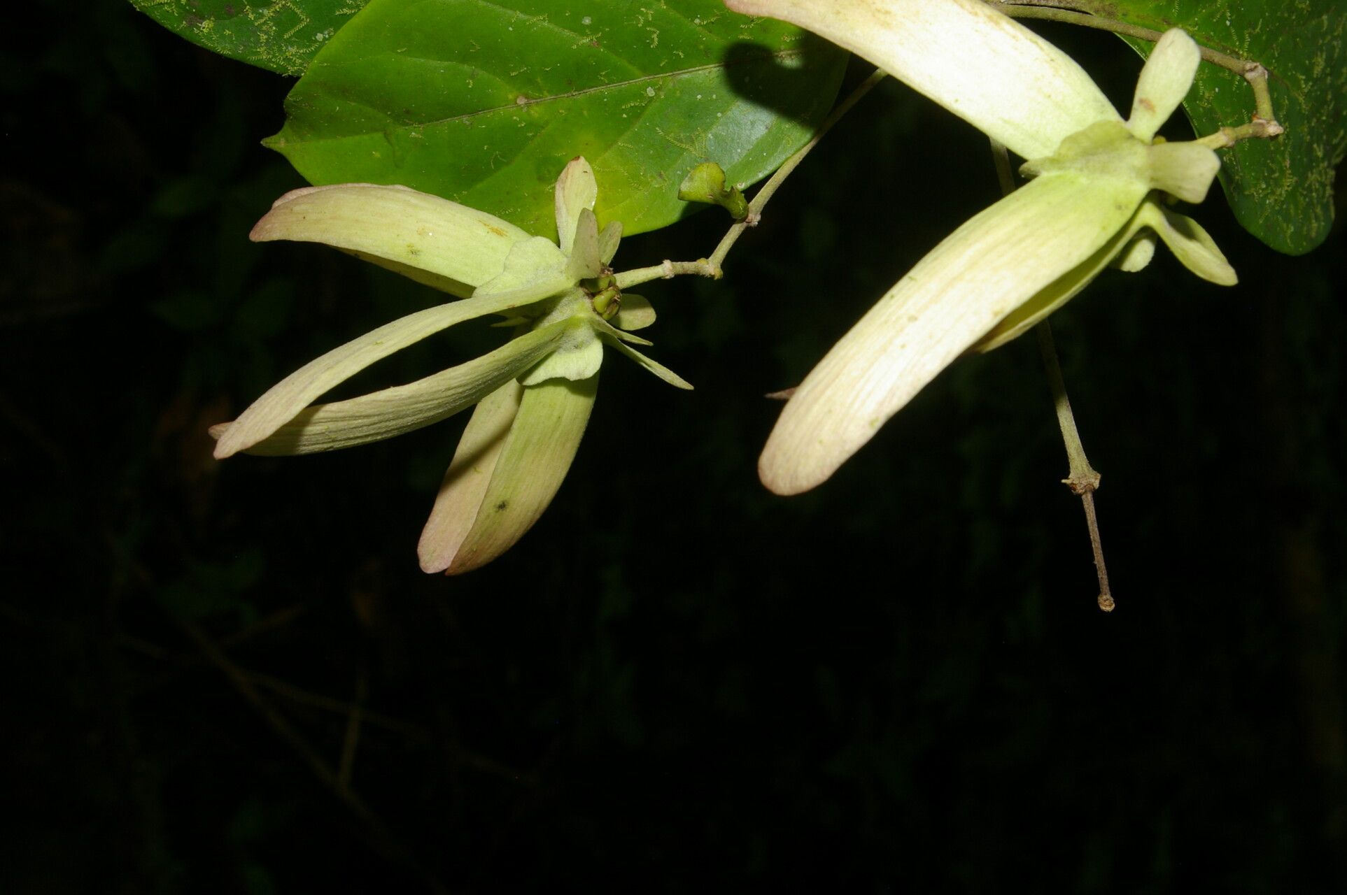 Tetrapterys tinifolia fruit