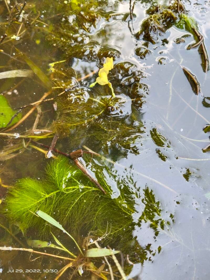 Utricularia foliosa flower
