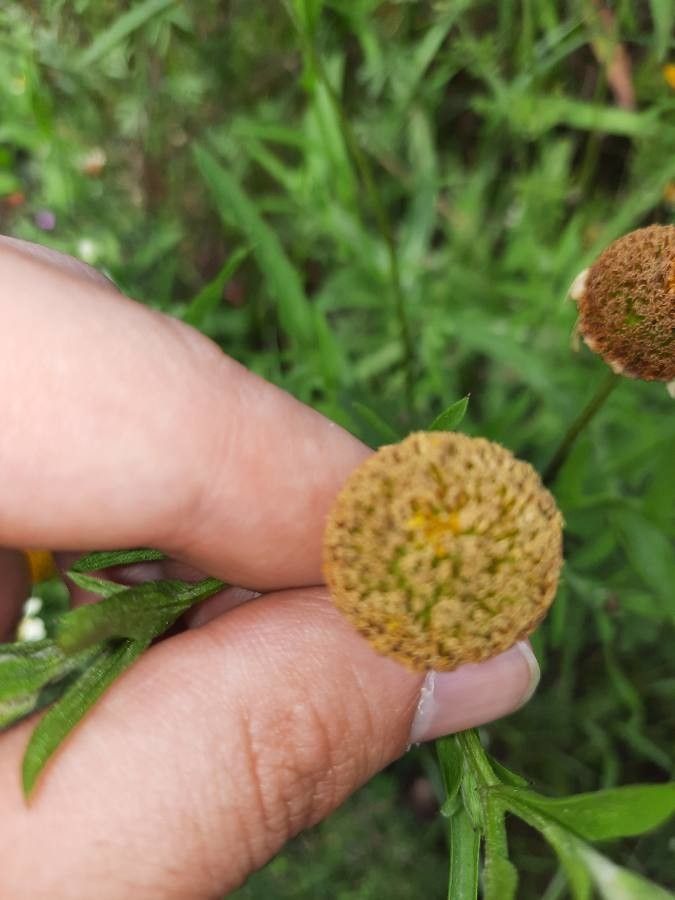 Anacyclus clavatus fruit