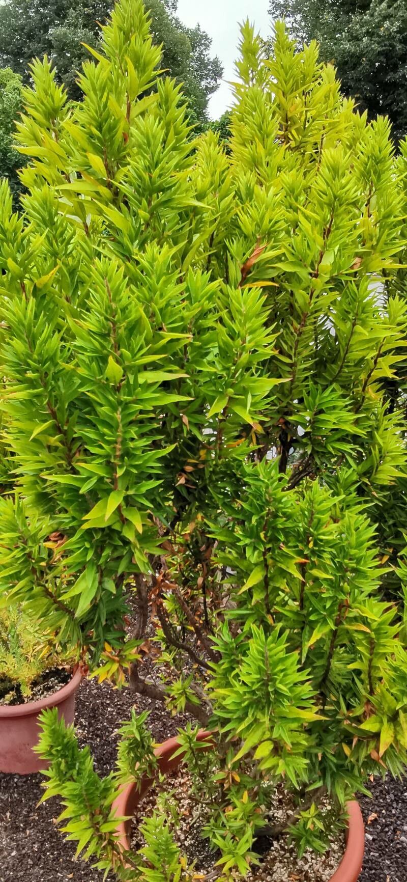 Psidium salutare habit