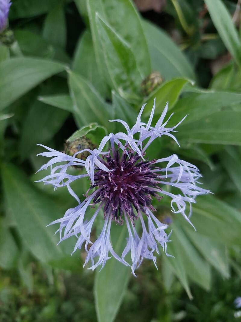 Centaurea montana flower