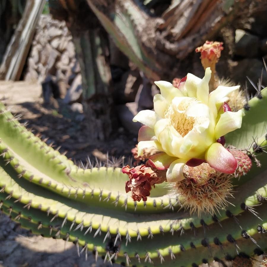 Stenocereus queretaroensis flower