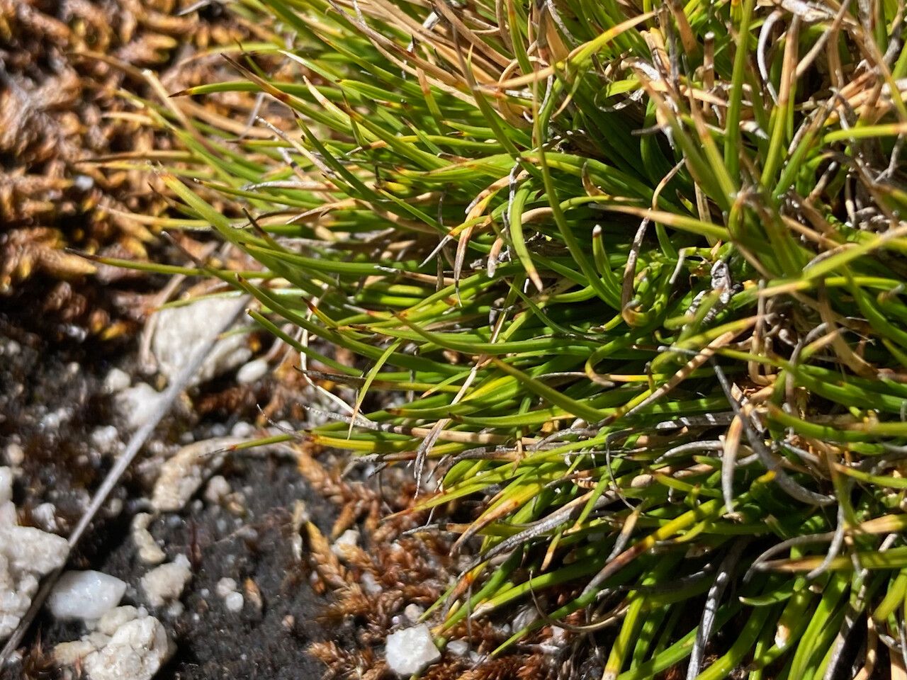 Oreobolus obtusangulus — houseplant care guide