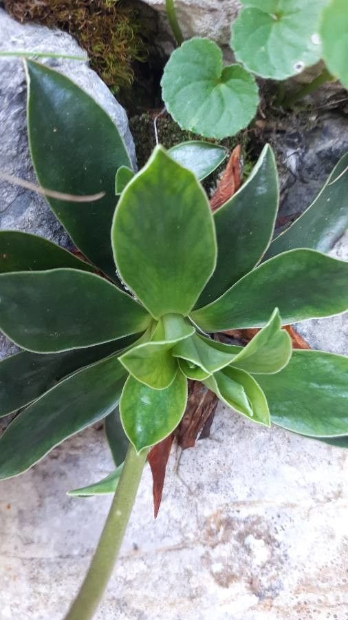 Primula glaucescens — search result for 'Primula'