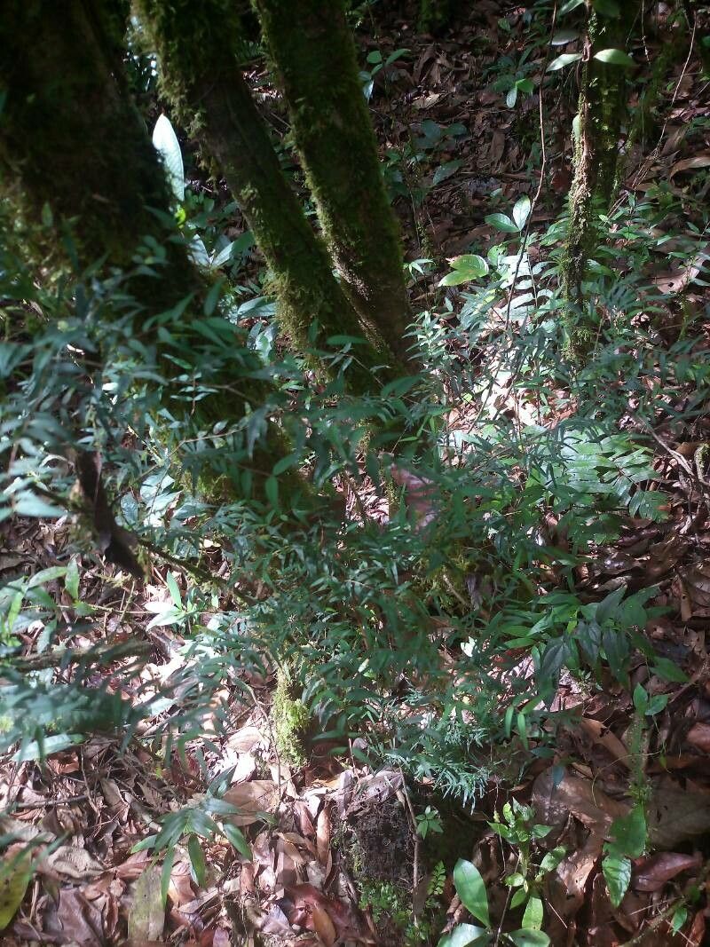 Myrcia sylvatica habit