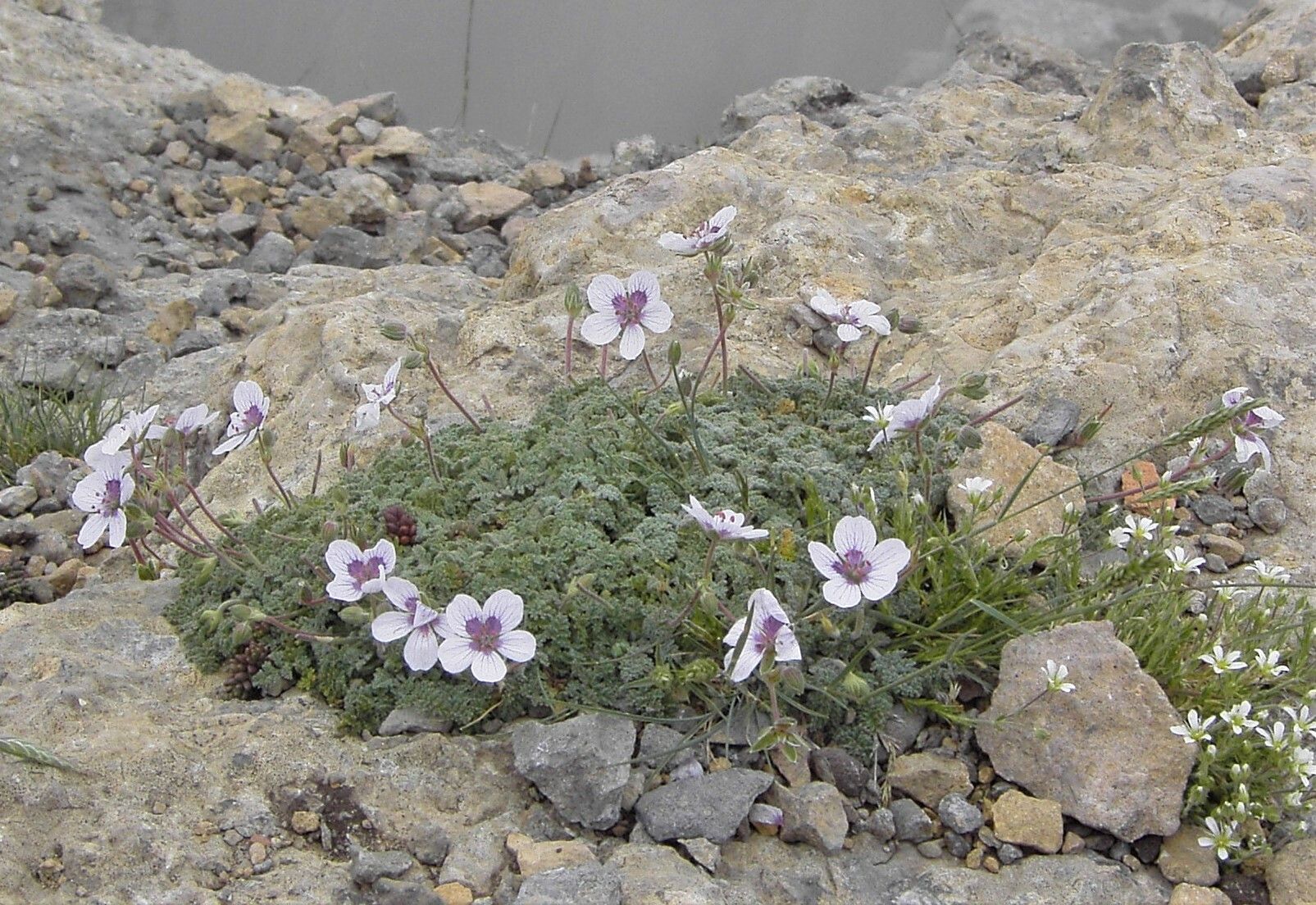 Erodium cheilanthifolium flower
