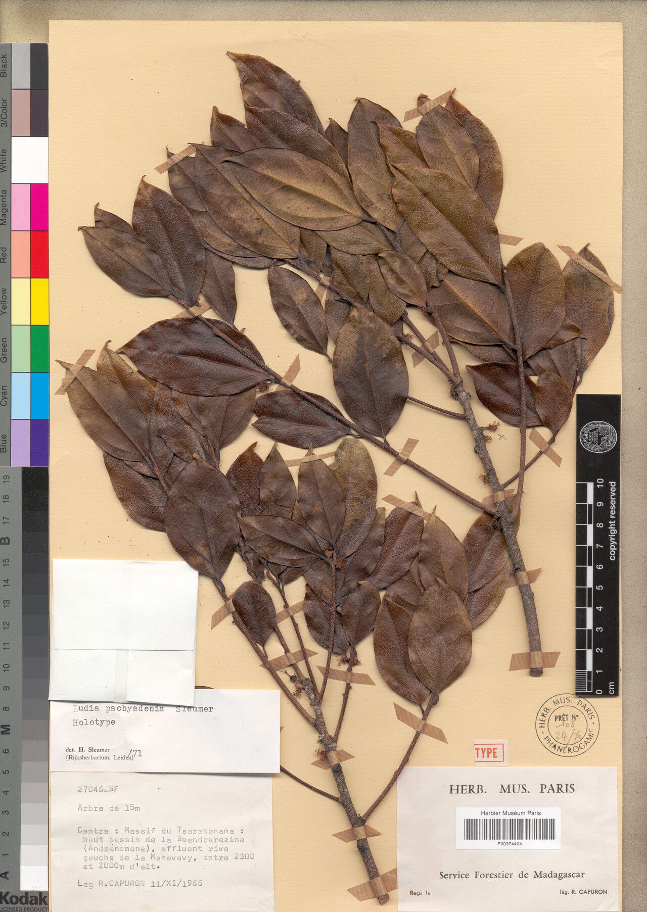 Ludia pachyadenia — houseplant care guide