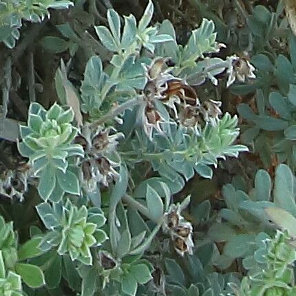 Lotus creticus fruit