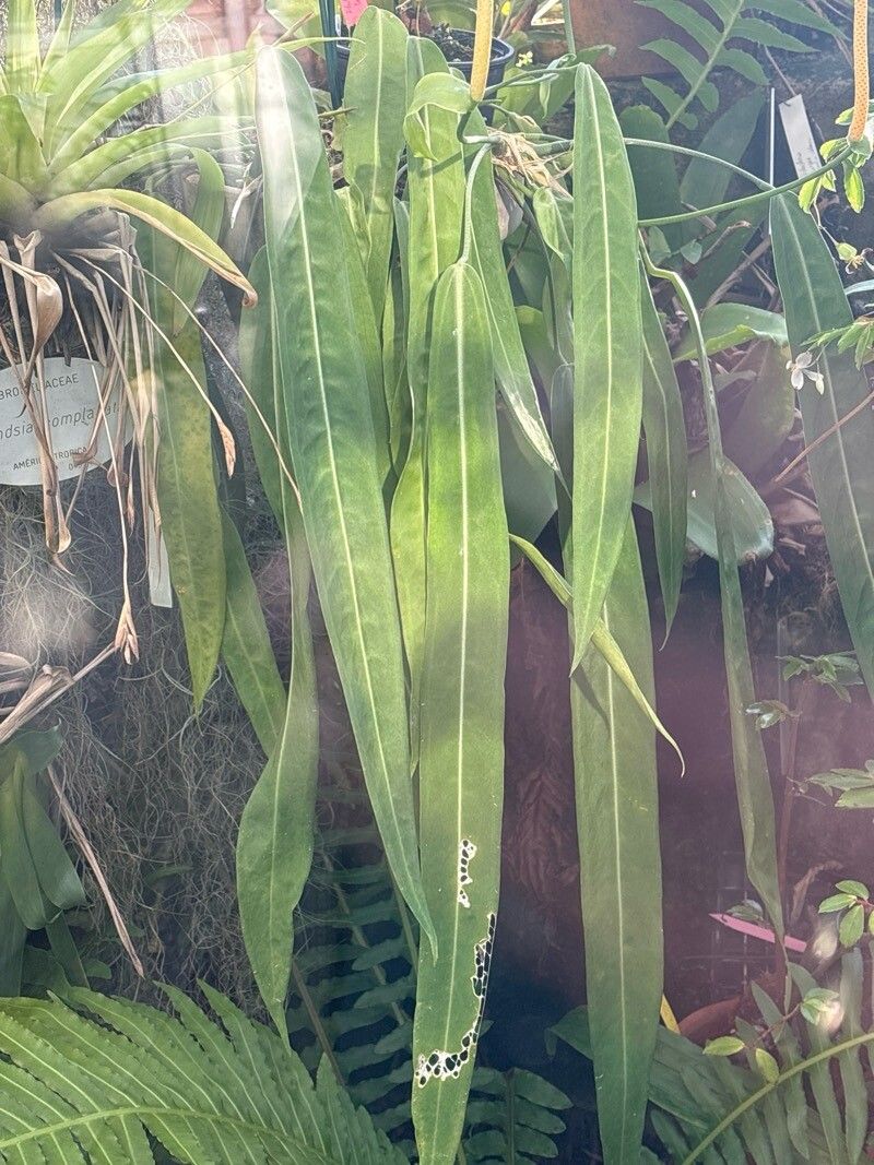 Anthurium pallidiflorum — search result for 'Anthurium'