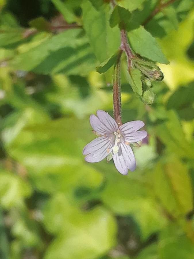 Epilobium oreganum flower
