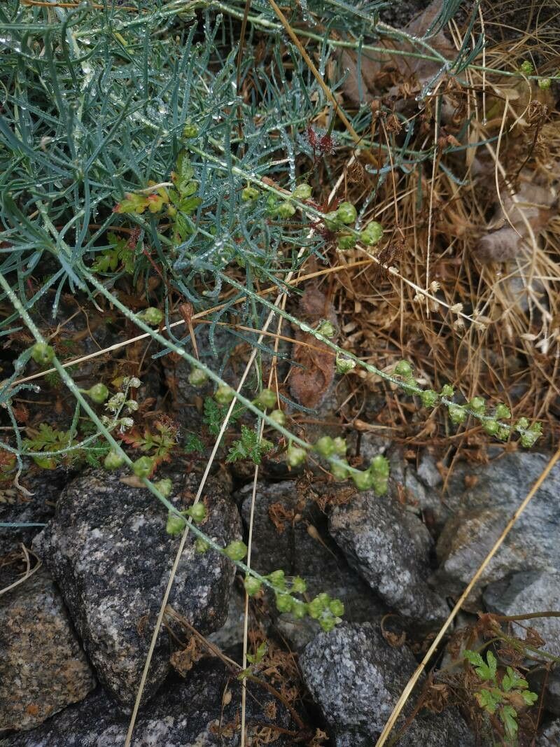 Reseda glauca flower