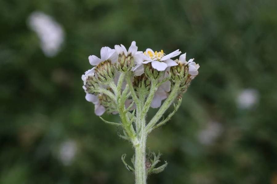 Achillea multifida other