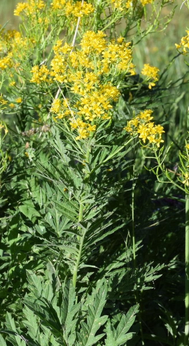 Hugueninia tanacetifolia flower