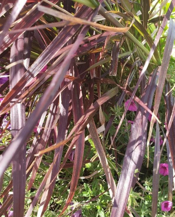 Cenchrus purpureus — search result for 'Pennisetum'