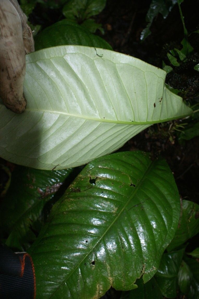 Anthurium ernesti — houseplant care guide