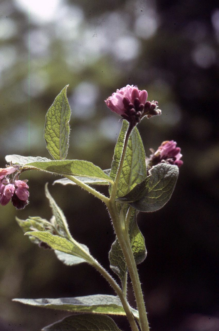 Symphytum peregrinum flower