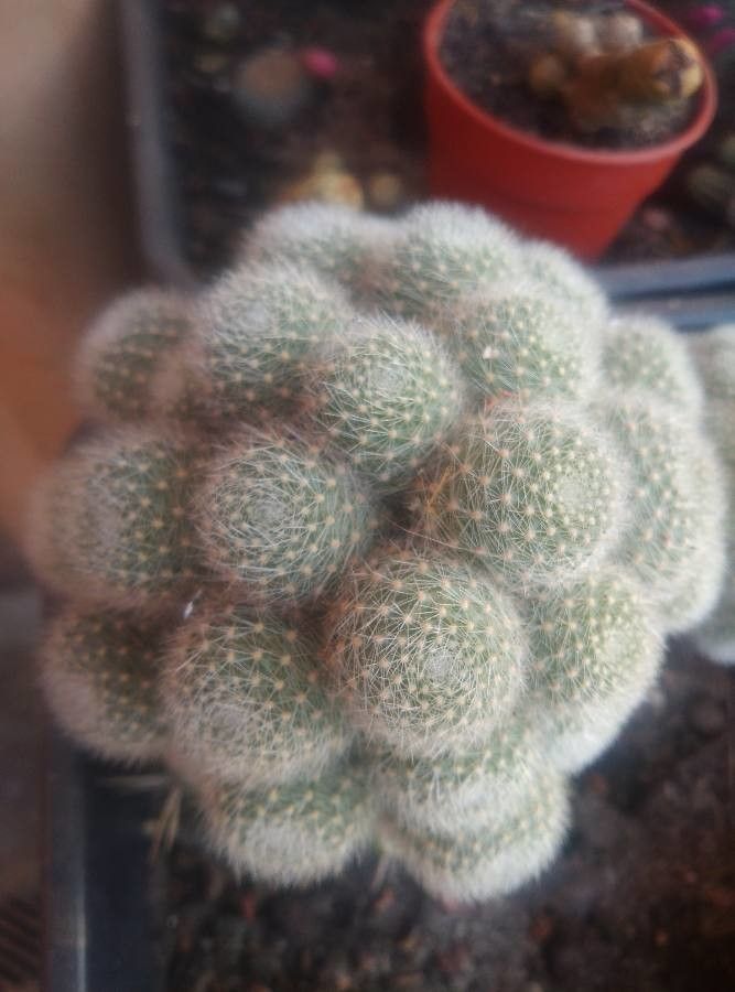 Rebutia albopectinata bark