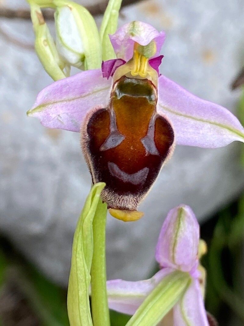 Ophrys crabronifera flower
