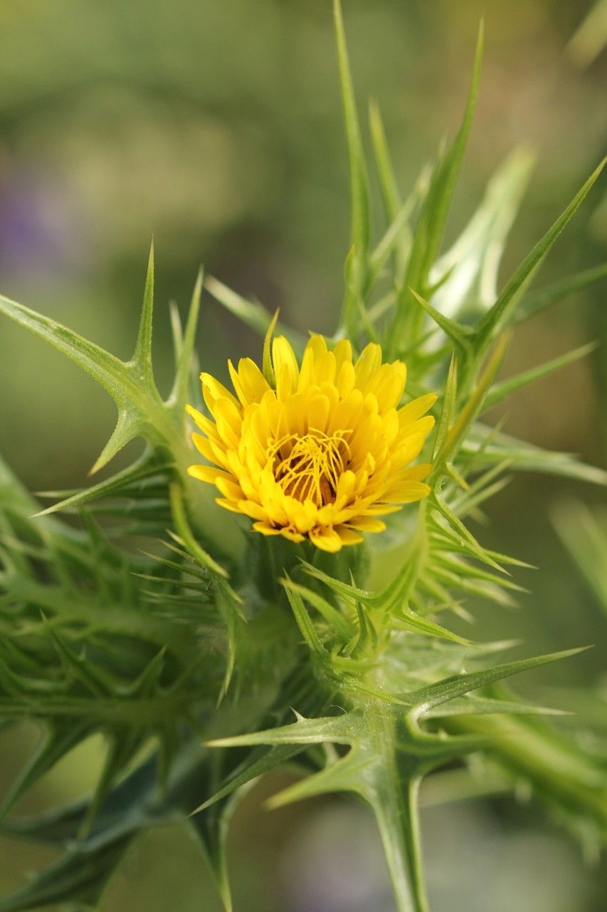Scolymus maculatus flower