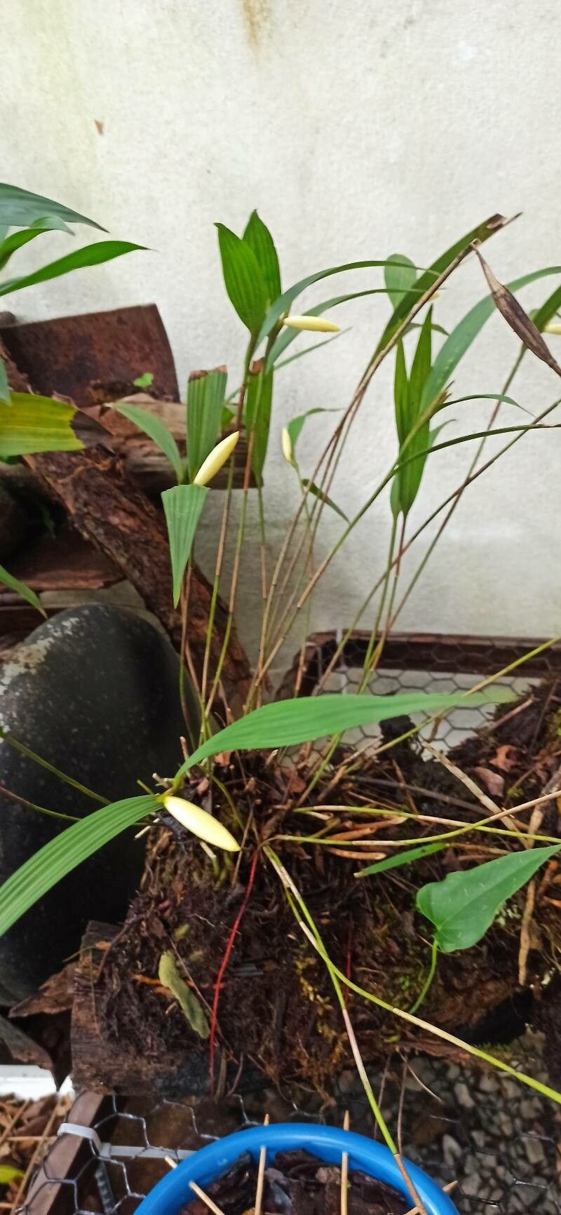 Sobralia bletiae — related species from the same genus