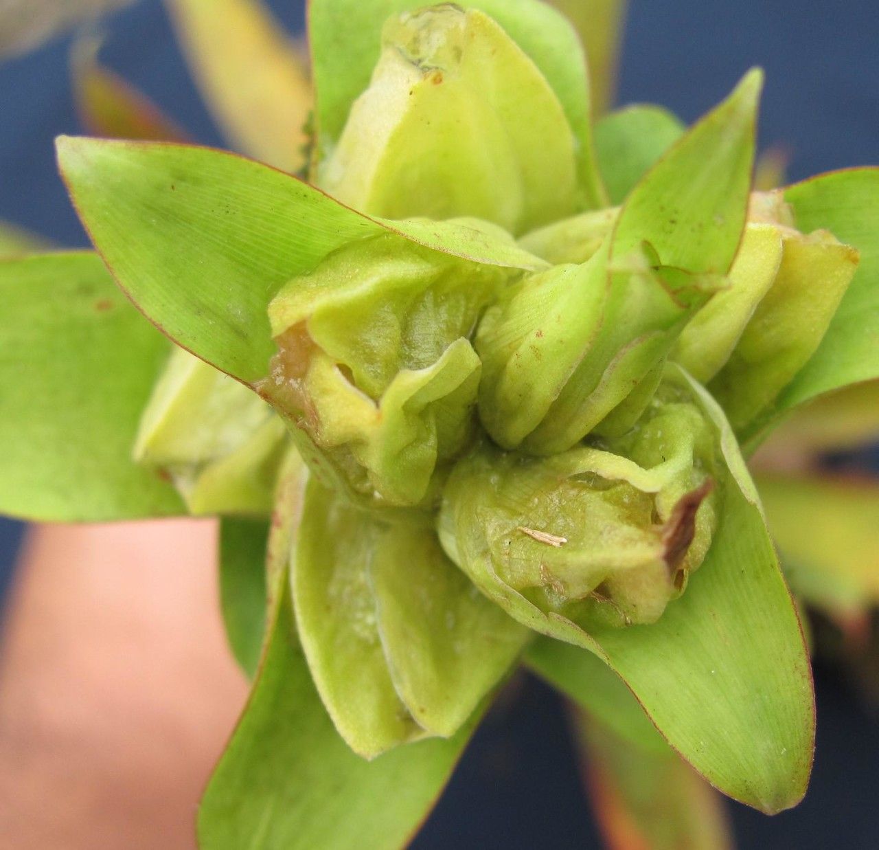 Werauhia hygrometrica fruit