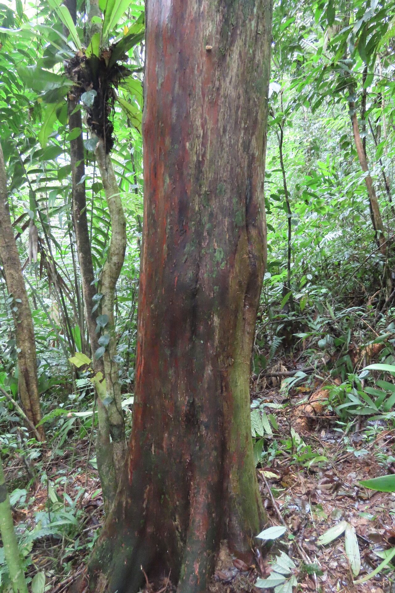 Podocarpus guatemalensis habit
