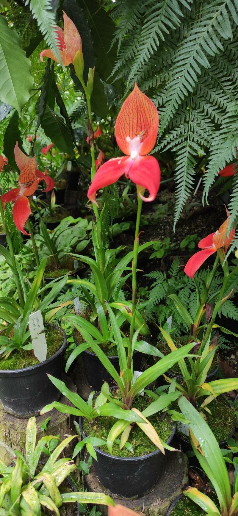 Disa uniflora habit